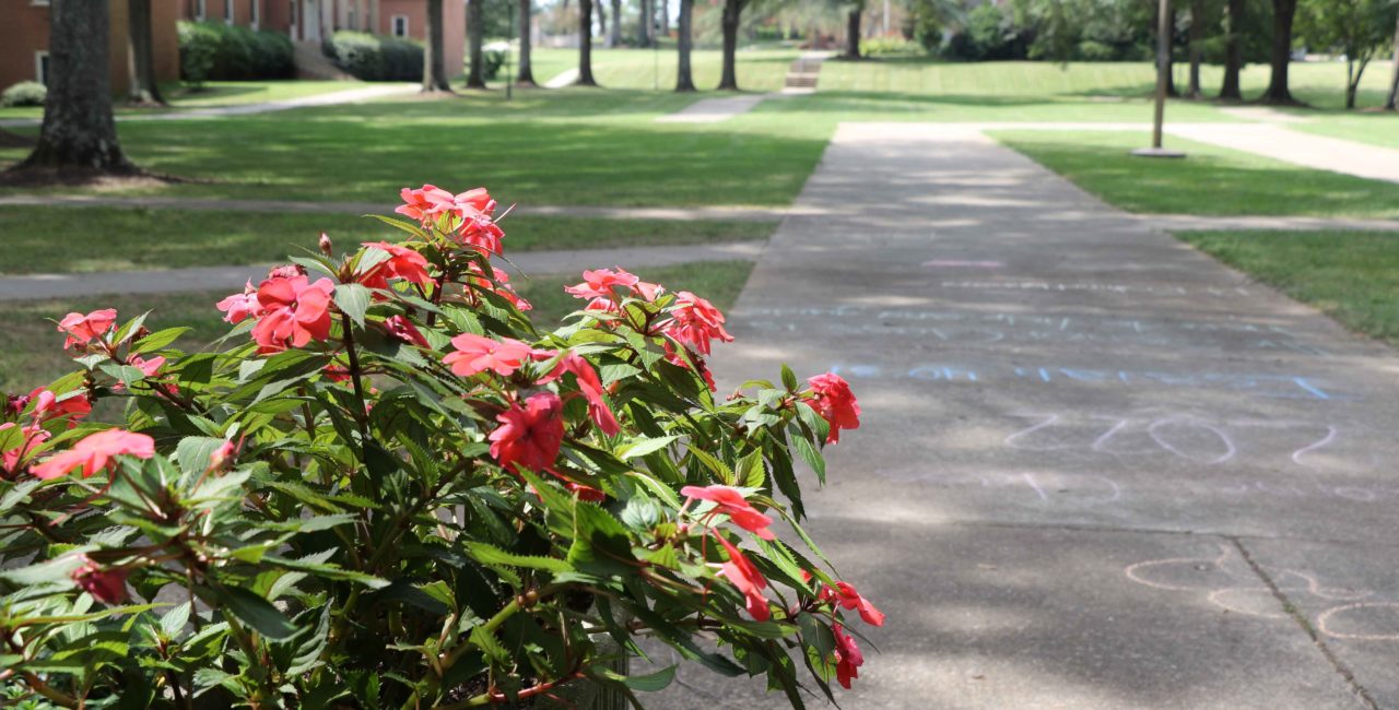 Flowers on the Erskine Mall