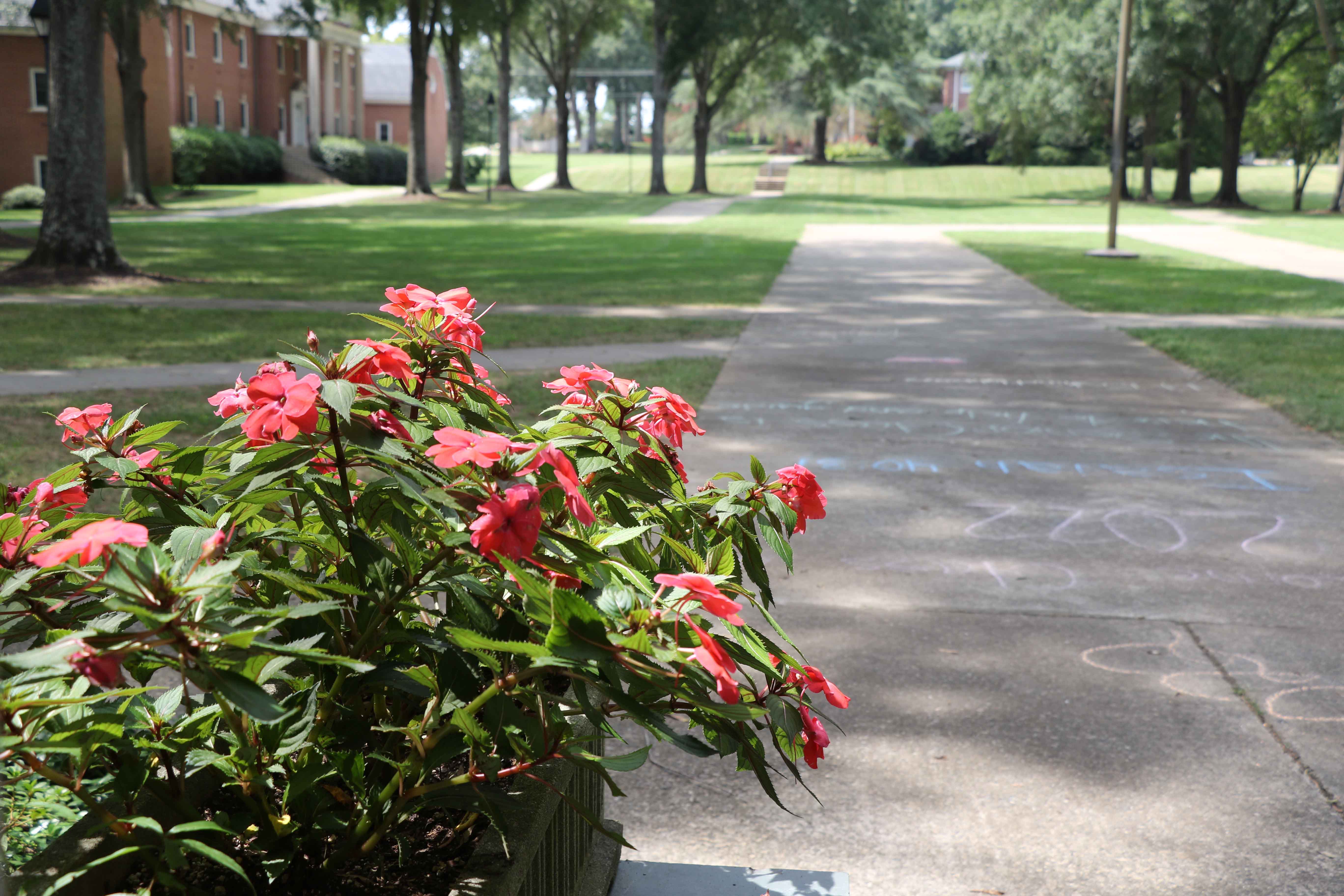 Flowers on the Erskine Mall