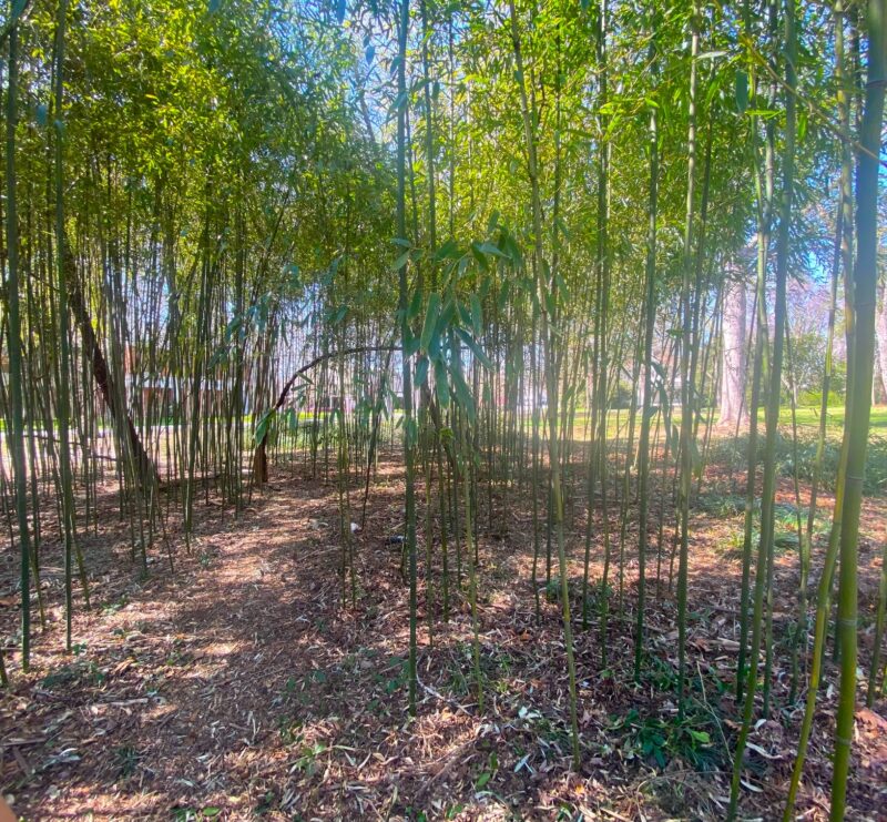 Bamboo at Erskine