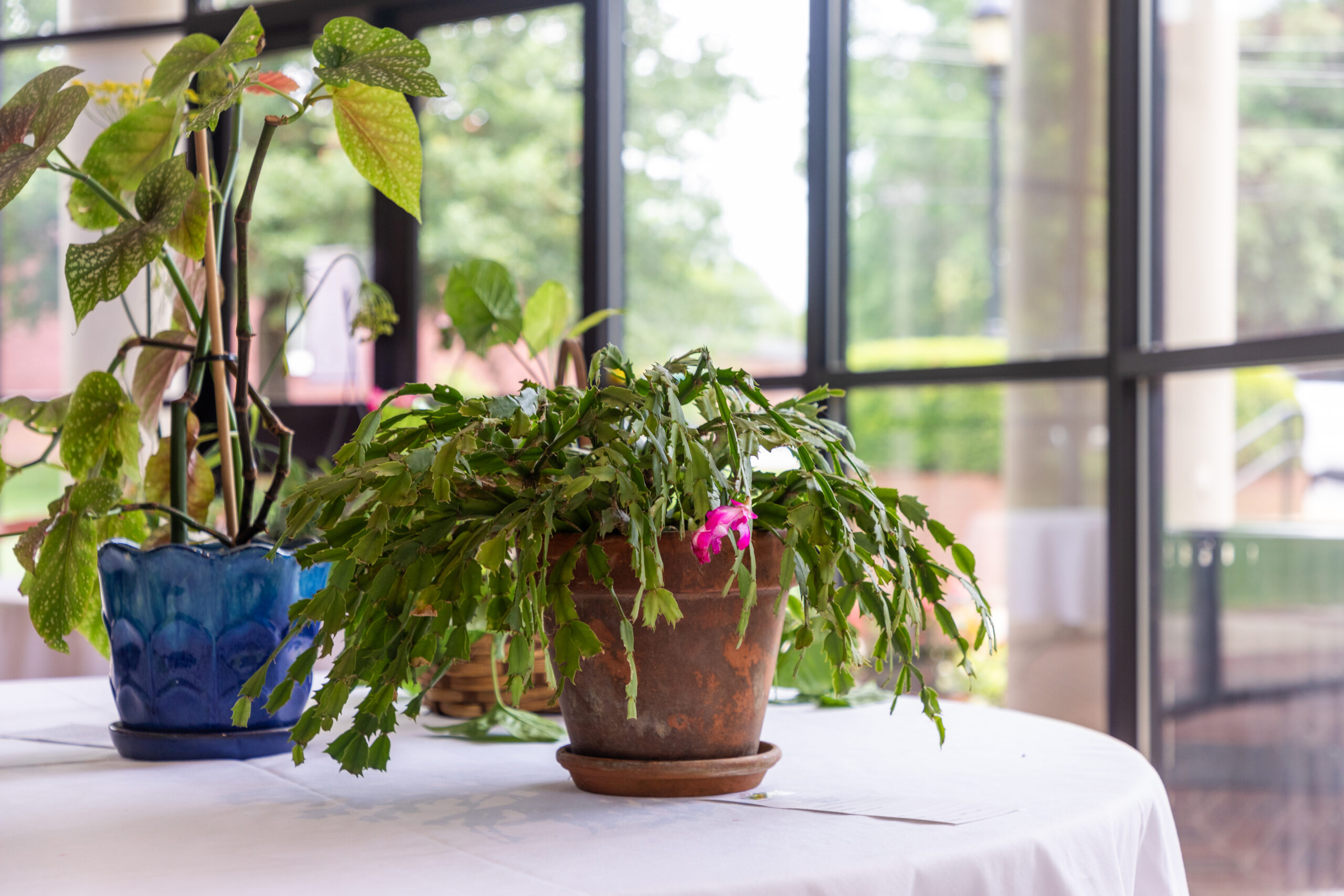 Plants entered in a people's choice competition at the Erskine Flower & Garden Show