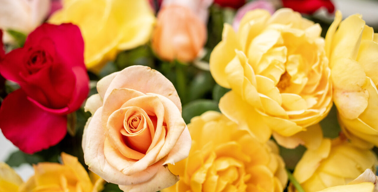 Close-up Photo Of Roses