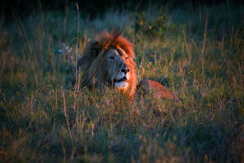 A lion in Kenya--one of the "Big 5" photographed on safari