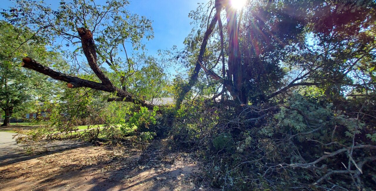 Downed Trees On The Erskine Campus