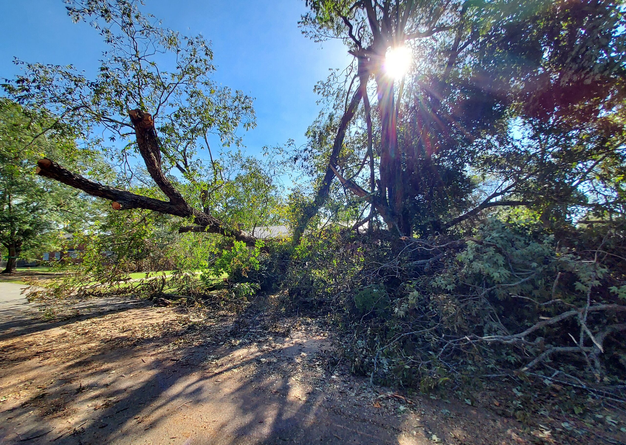 Downed trees on the Erskine campus
