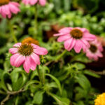 Flower & Garden Donations