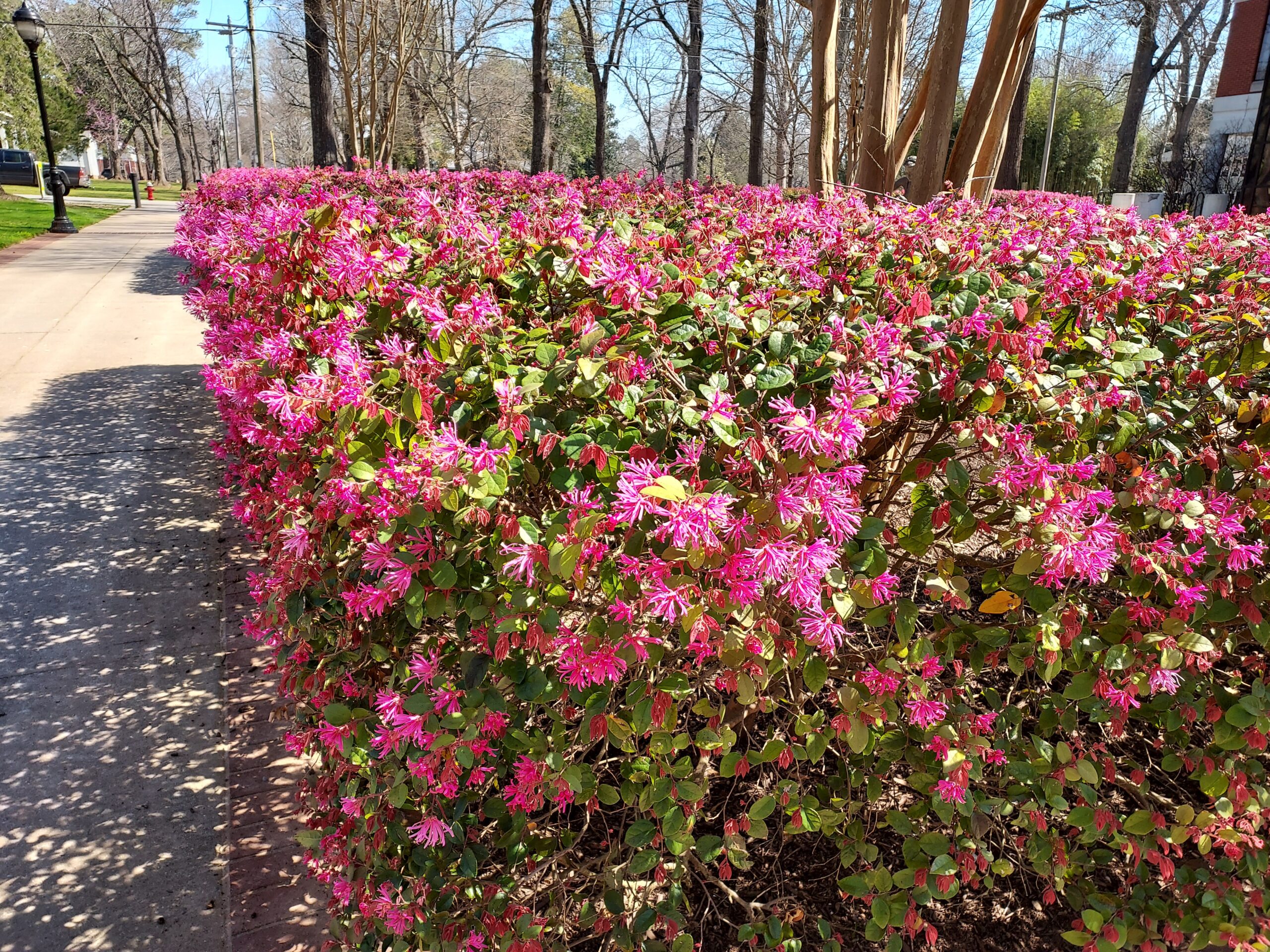 Pink flowers at Erskine College
