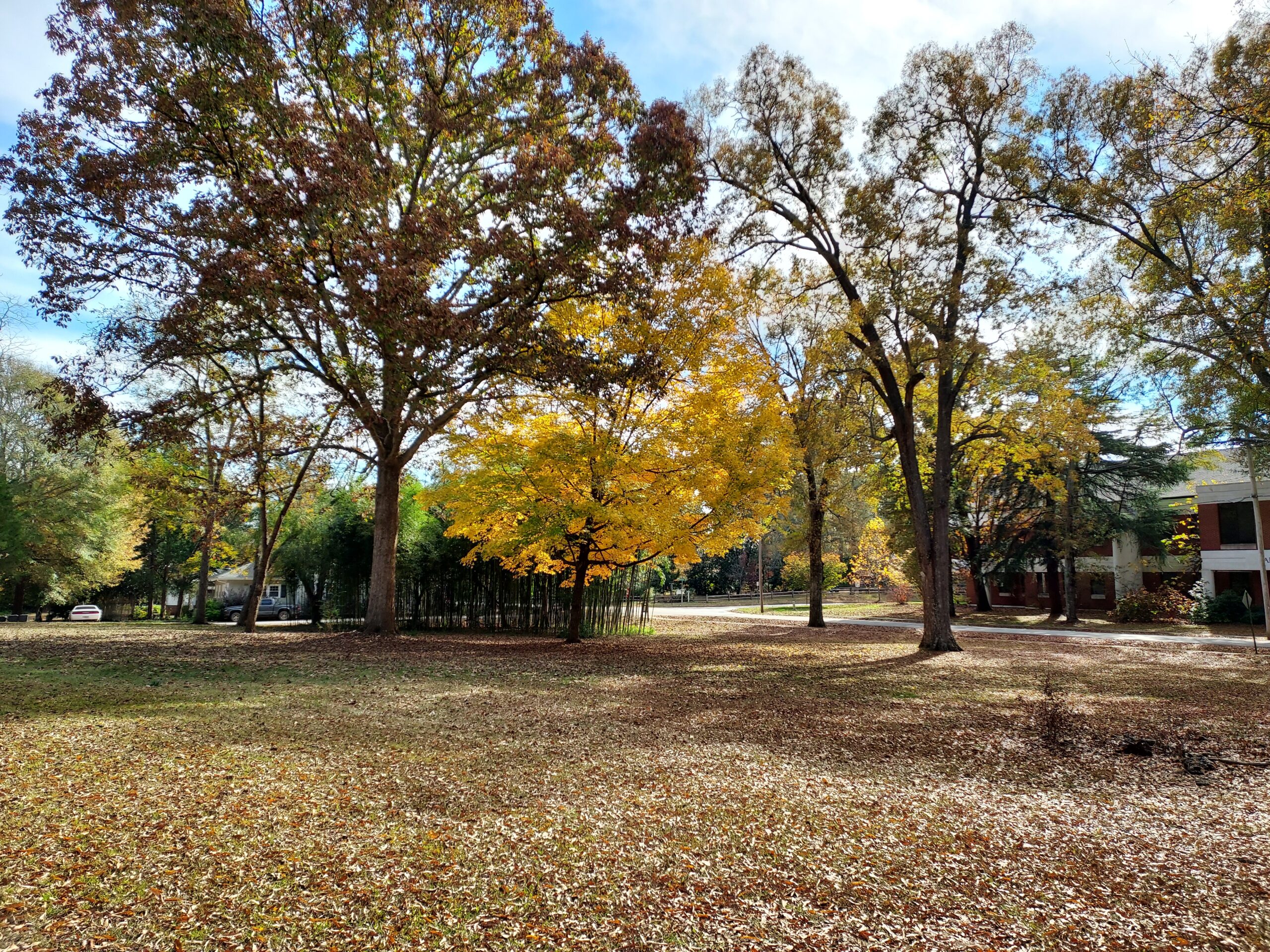 Fall colors and bamboo on Erskine's campus
