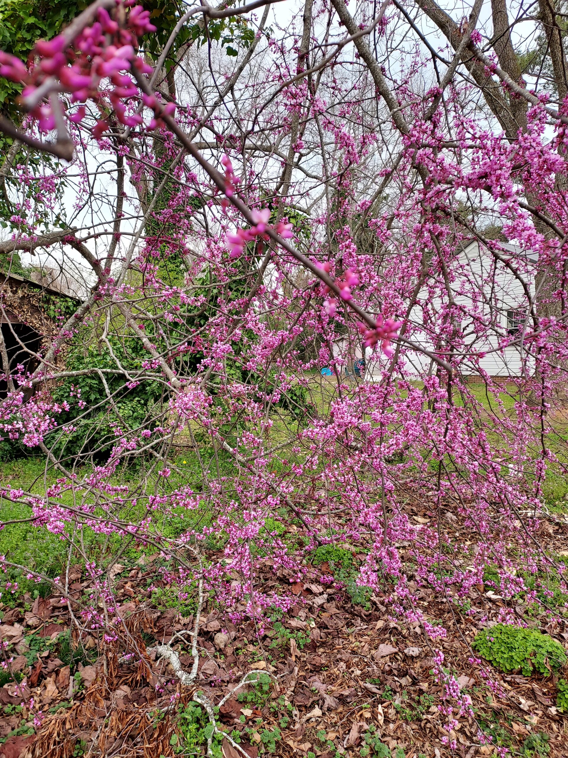 Pink blooming vine just off pedestrian highway at Erskine