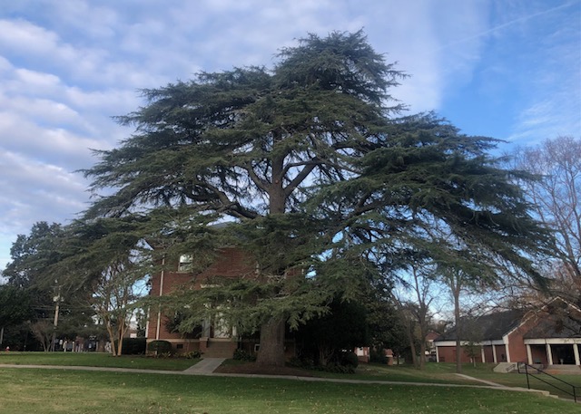 Cedar of Lebanon at Erskine