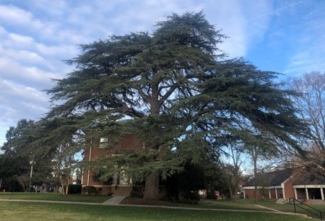 Cedar of Lebanon located next to McQuiston Hall at Erskine