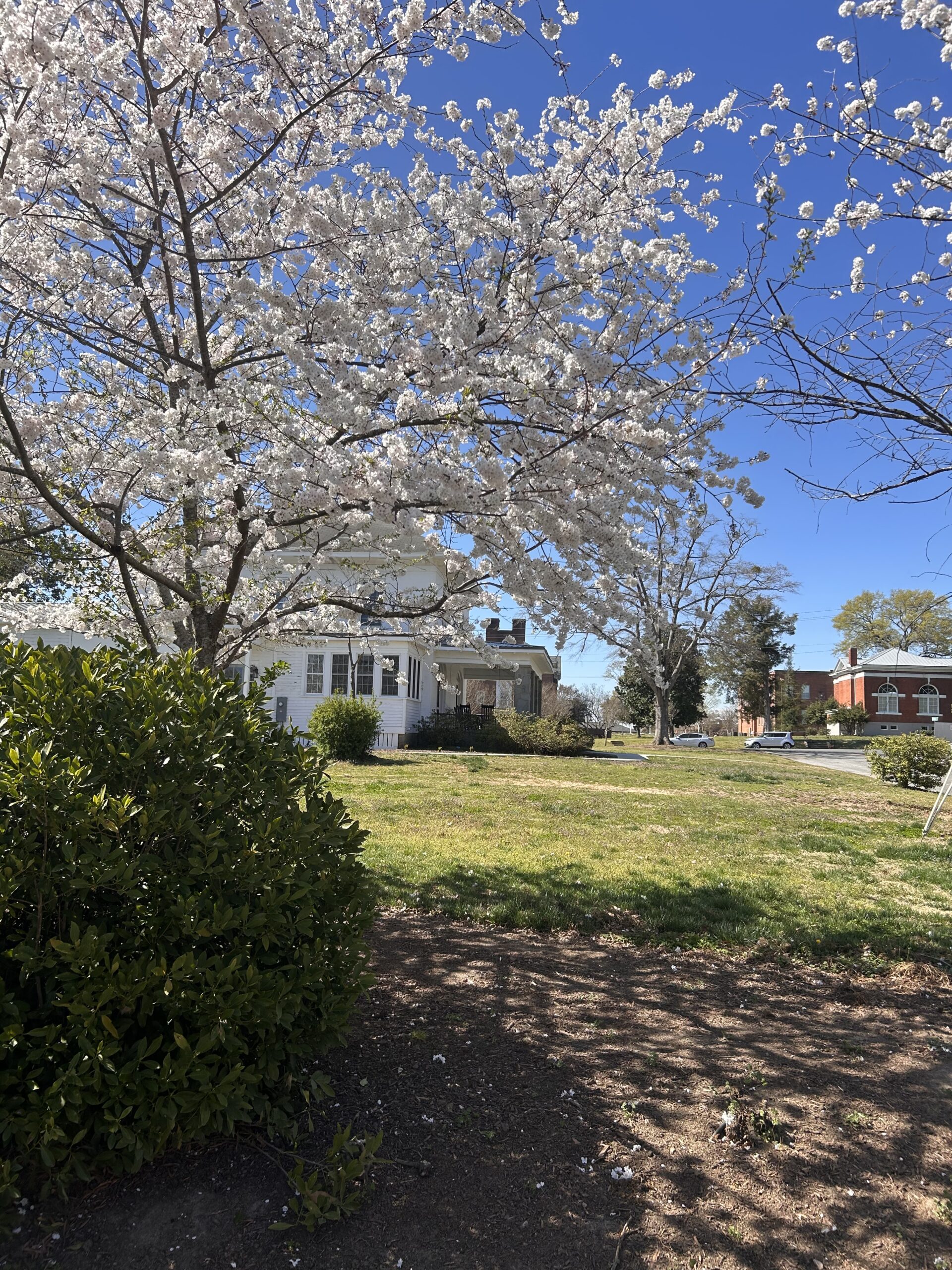 Cherry tree blooms outside the Alumni House