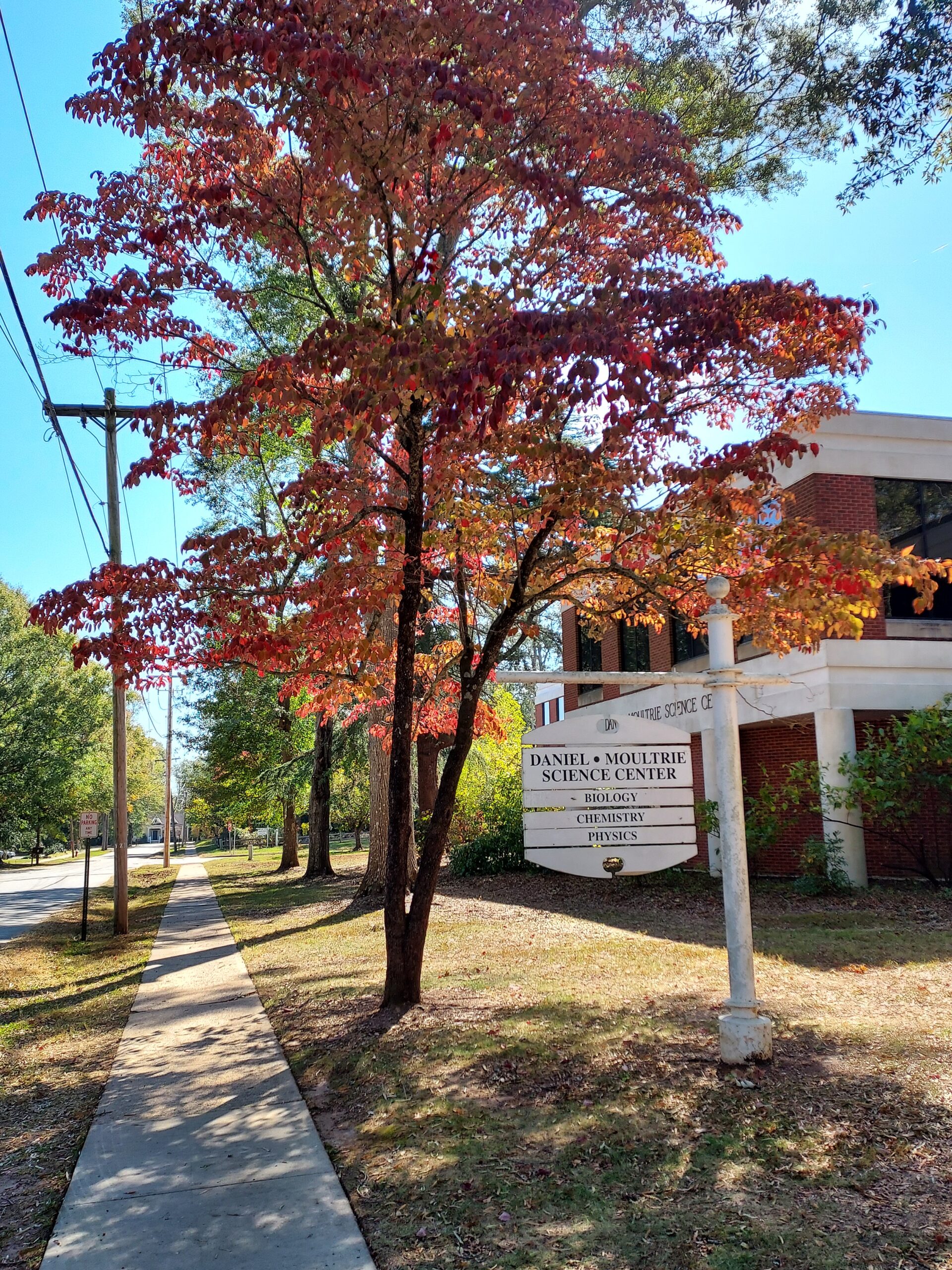 A tree in fall near the Daniel*Moultrie Science Center