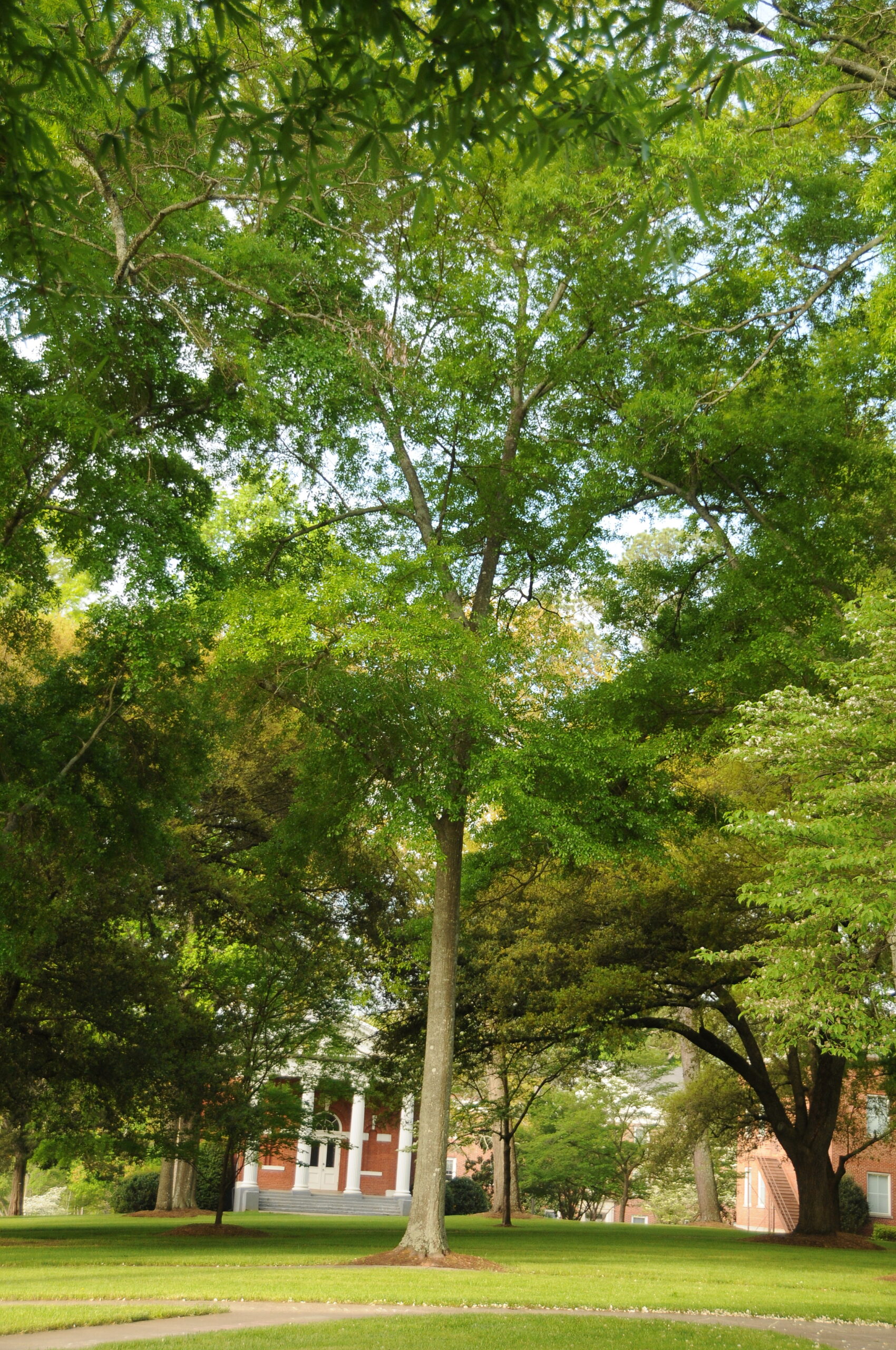 Trees under the towers