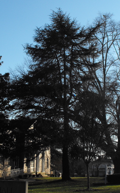 Deodar Cedar at Erskine
