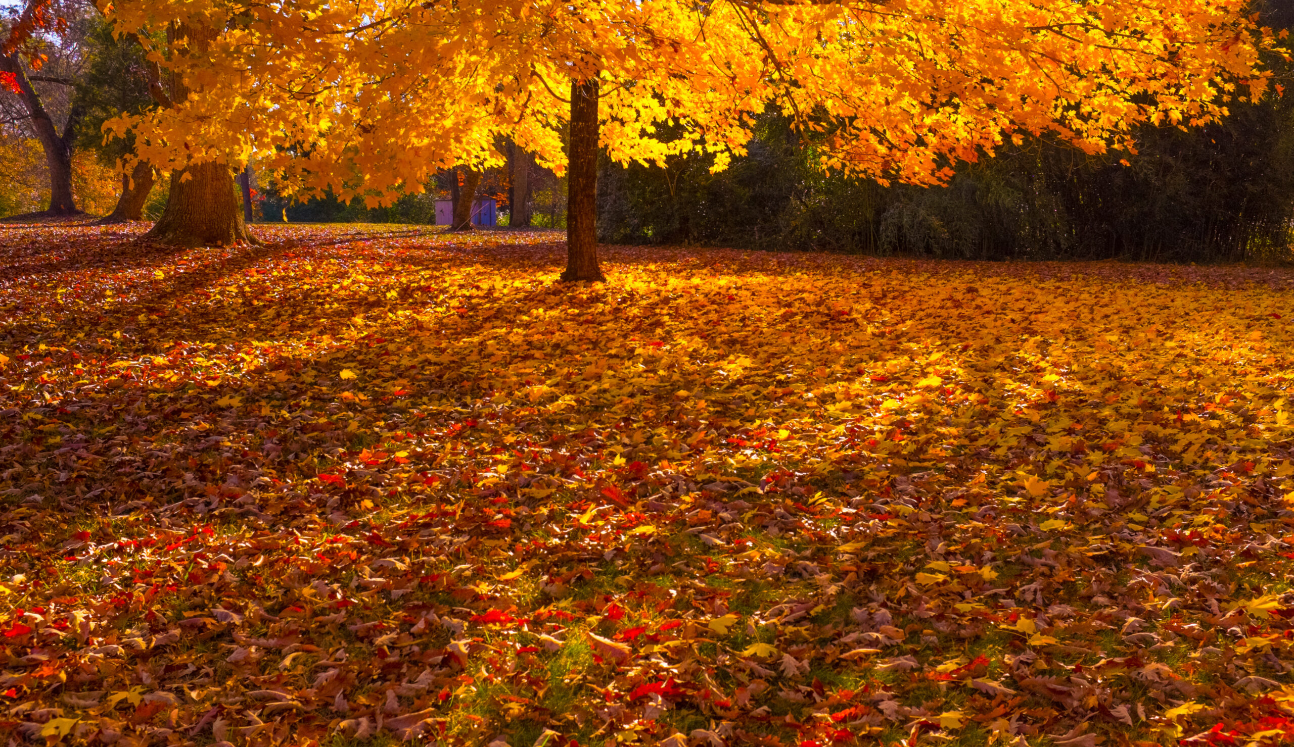 Campus trees in fall