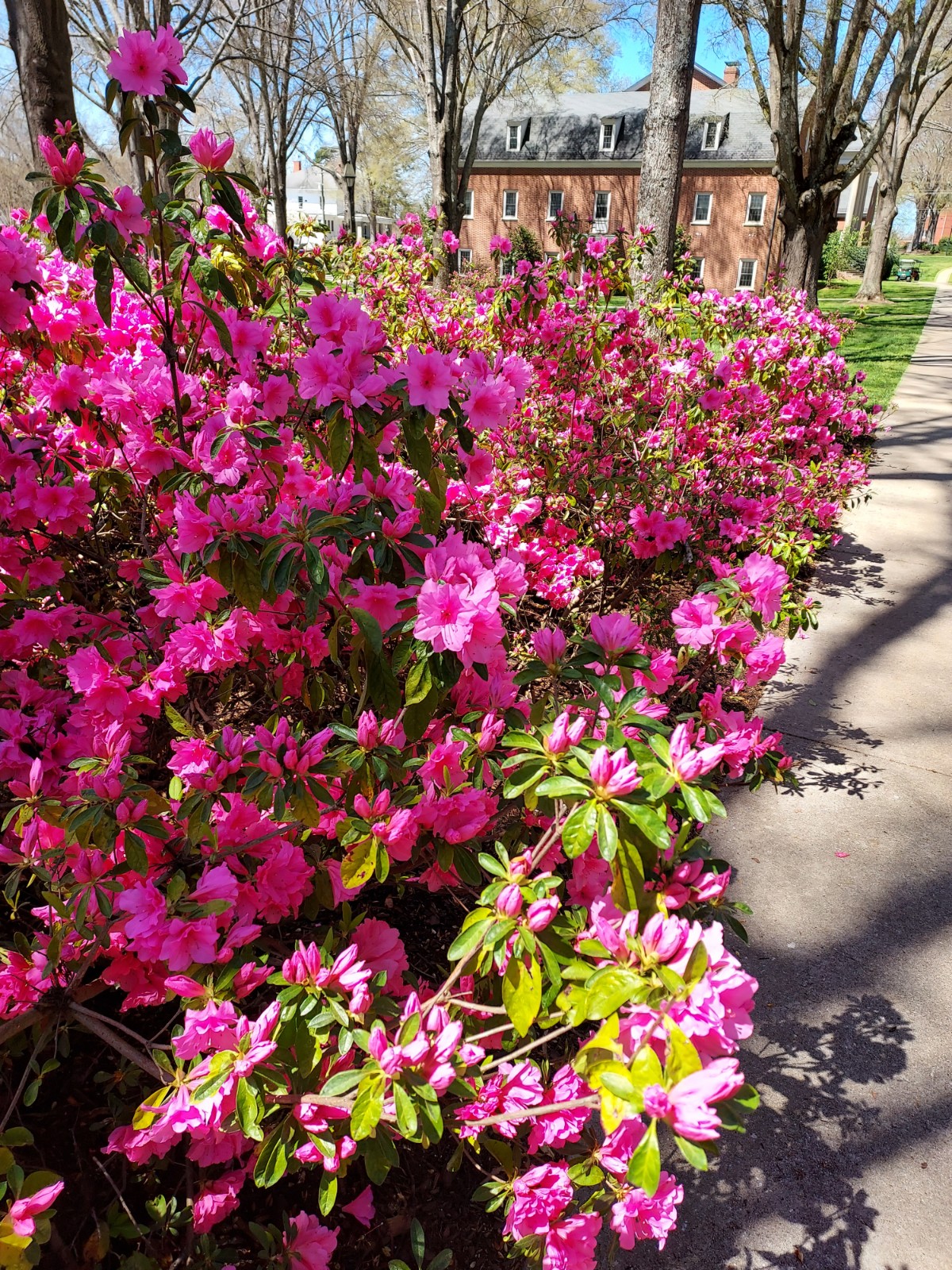 Azaleas on the Erskine Mall