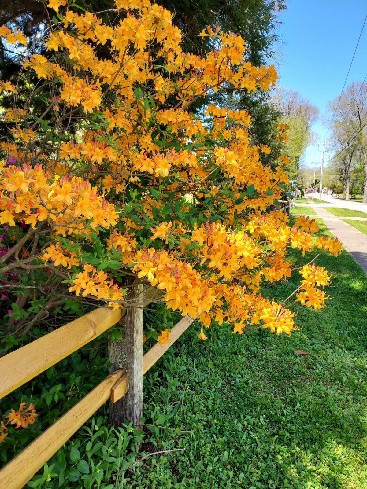 Orange flowers in the Pressly Garden