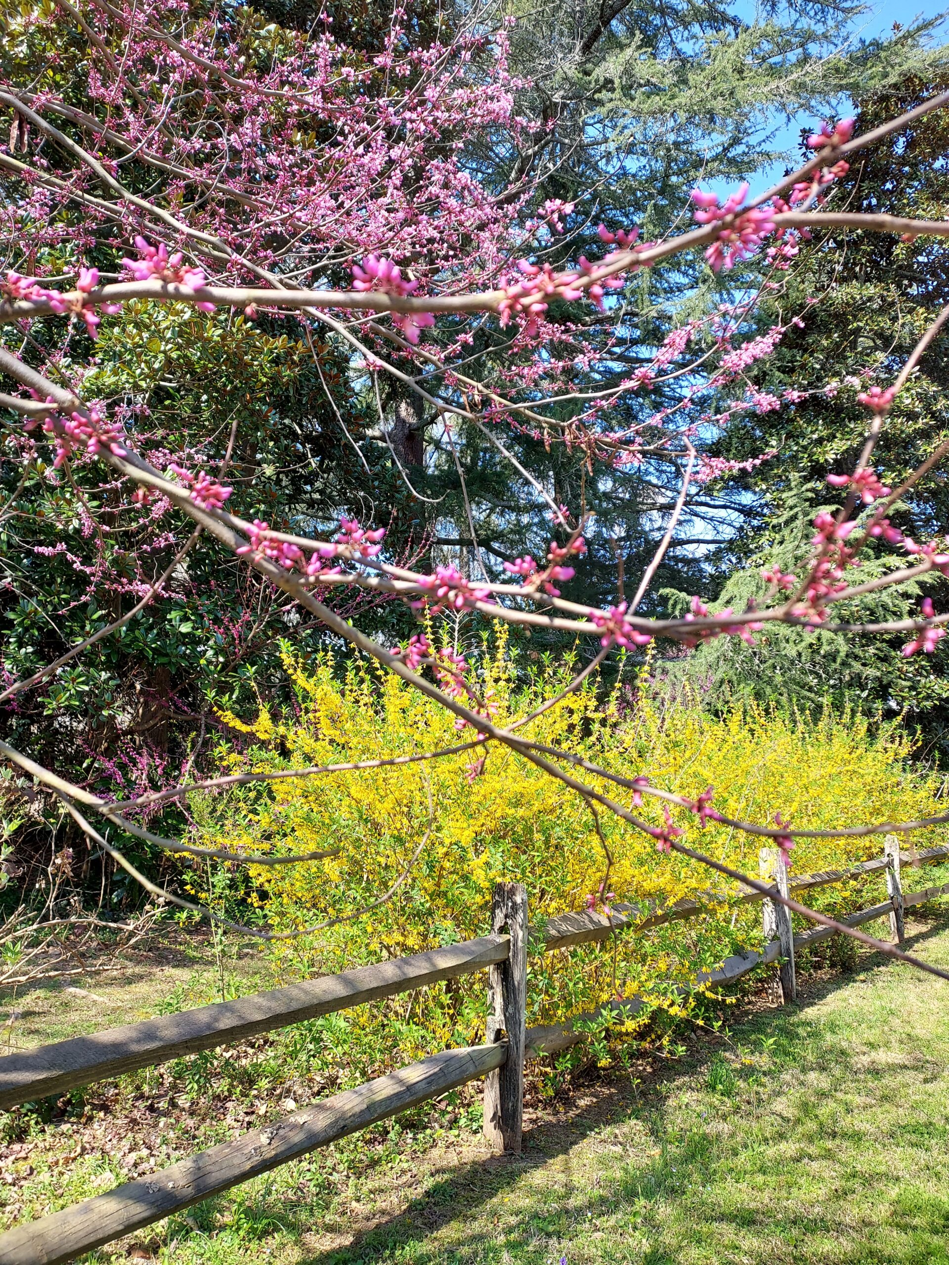 A forsythia blooms in Pressly Garden