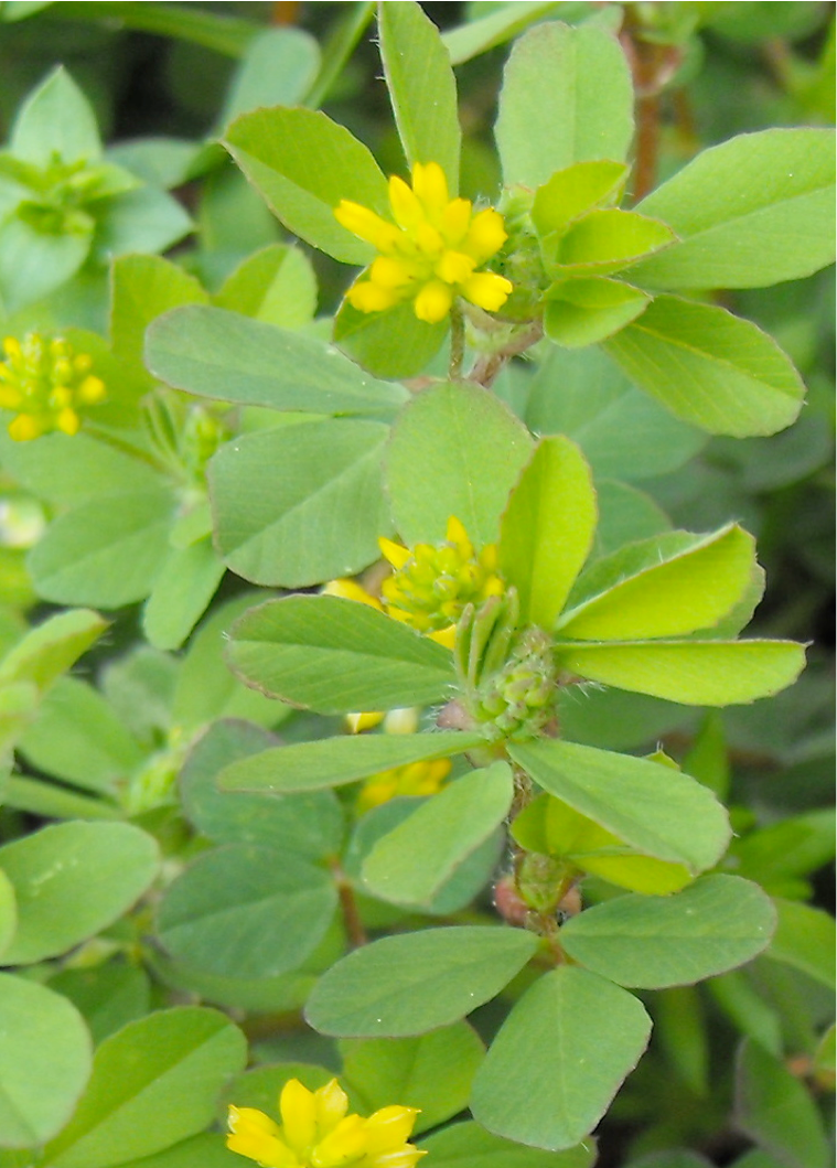 Hop Clover