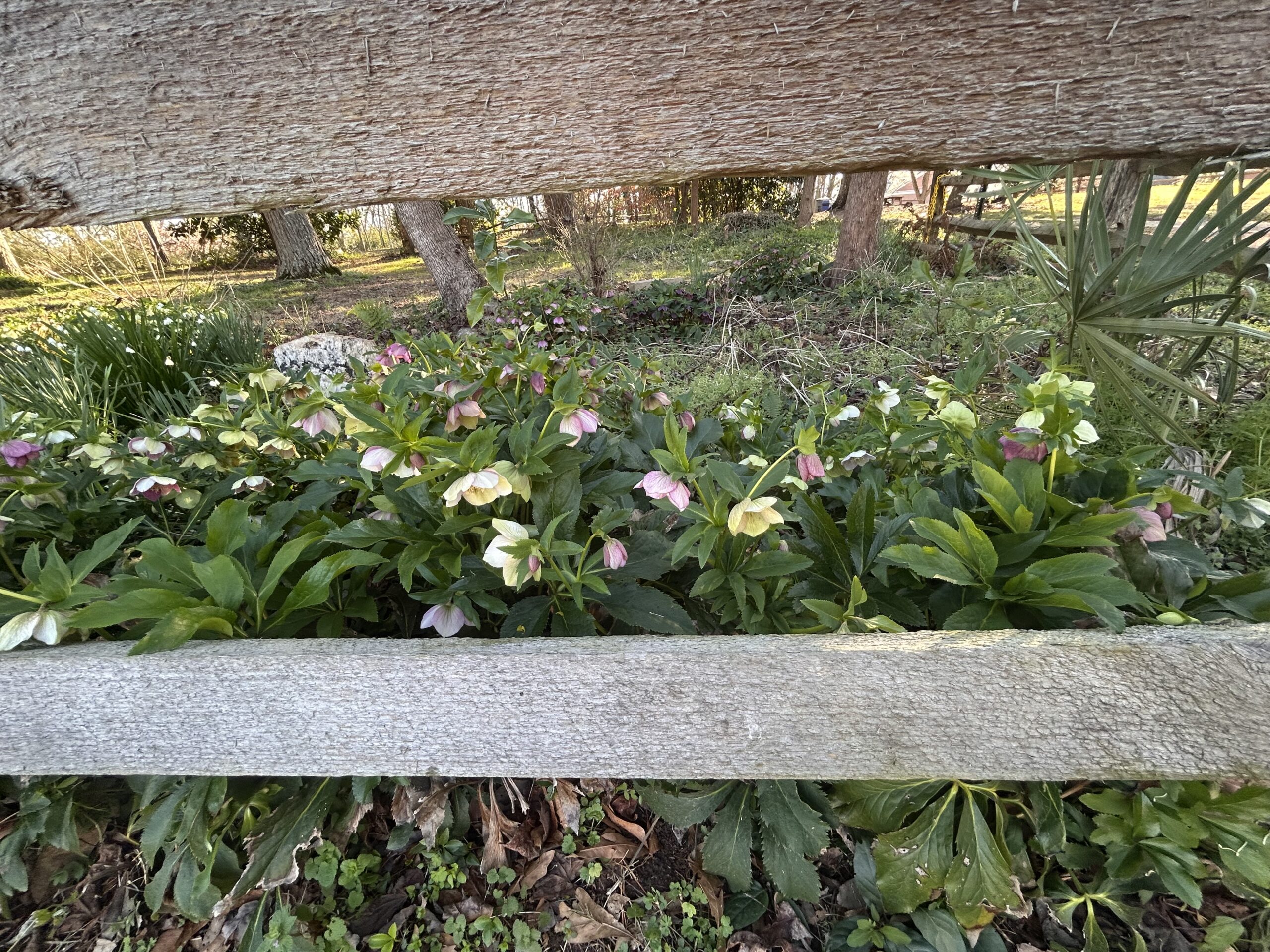 Lenten Rose in the Pressly Garden