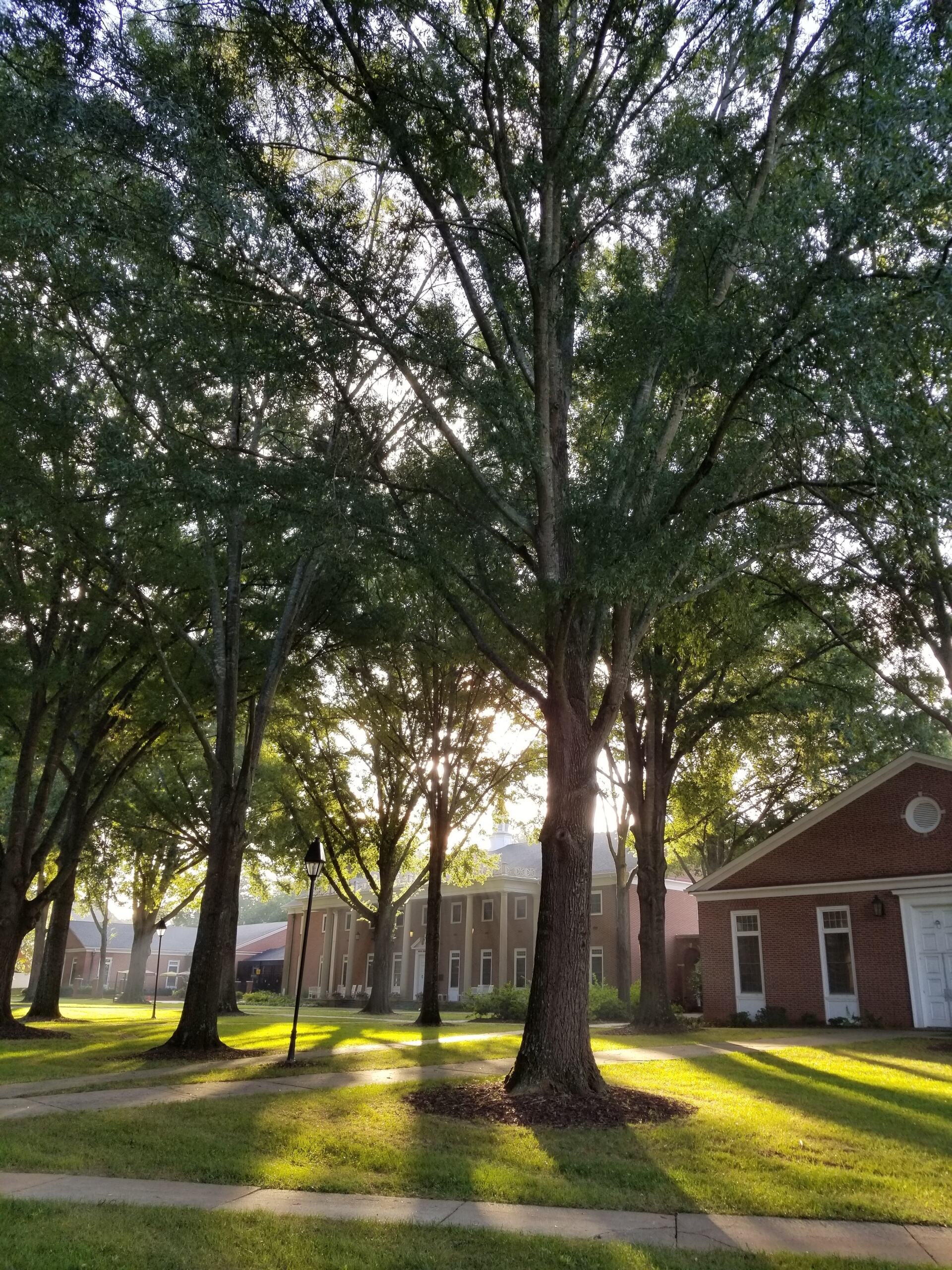 Oaks on the Erskine Mall in front of Moffatt Dining Hall