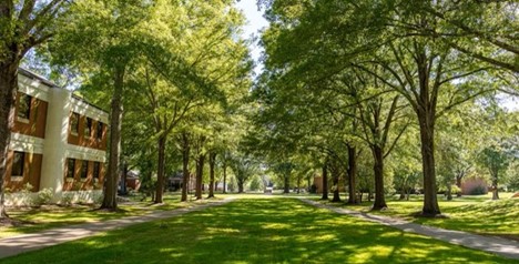Oak trees lining the Erskine Mall