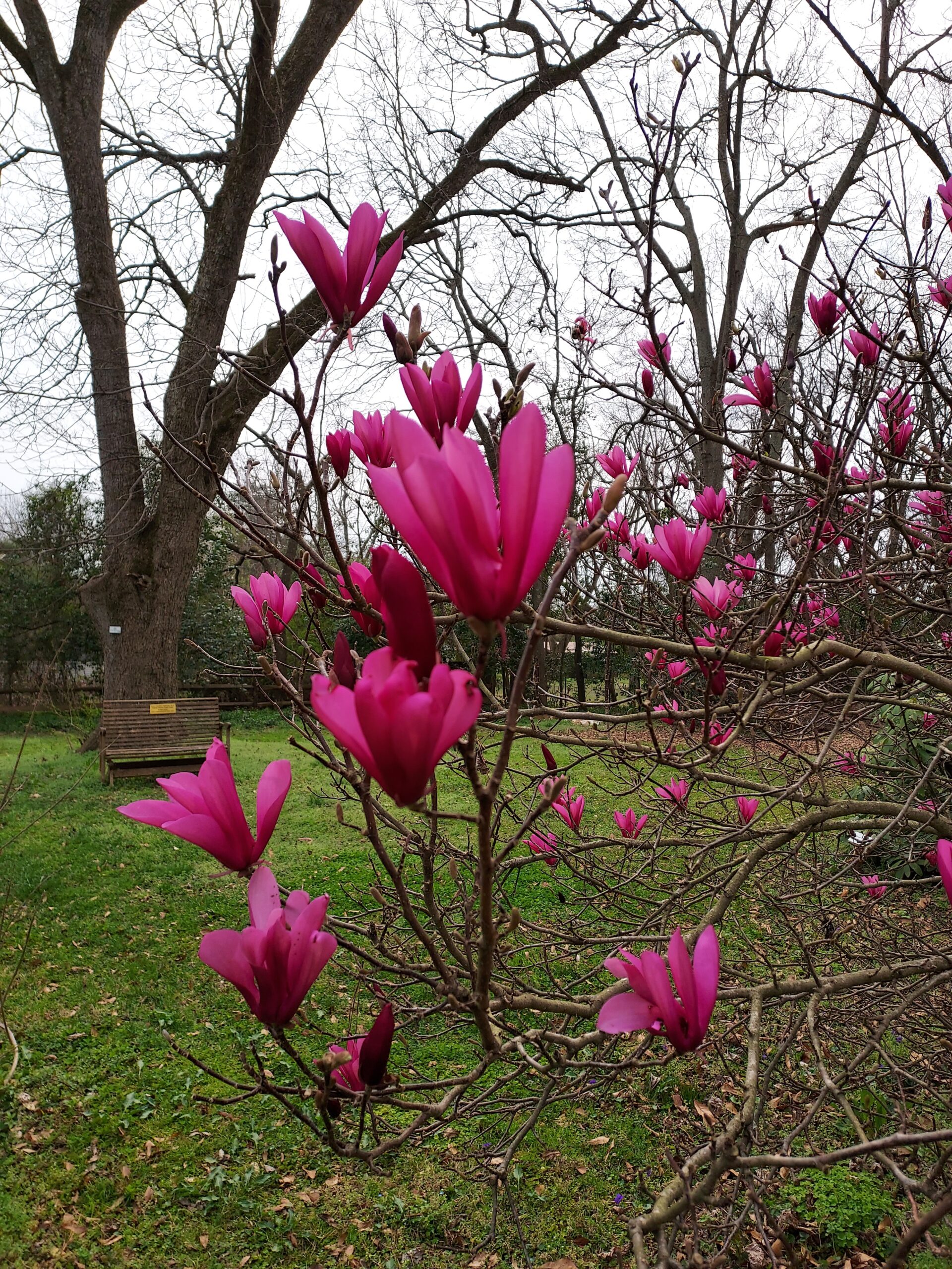 Pink blooms in the Pressly Garden