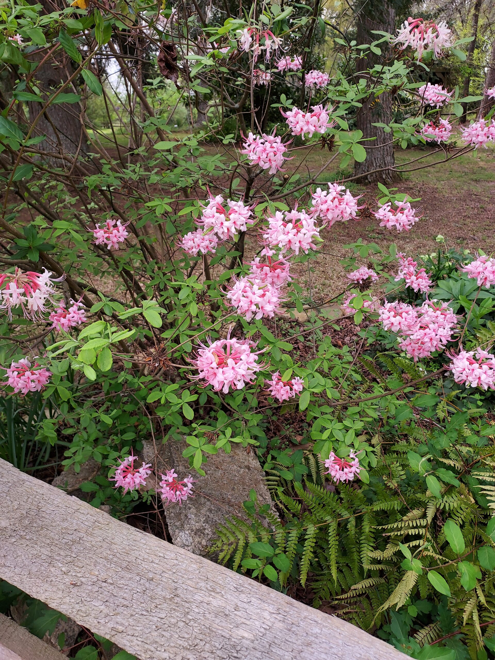 Pink flowers in Pressly Garden