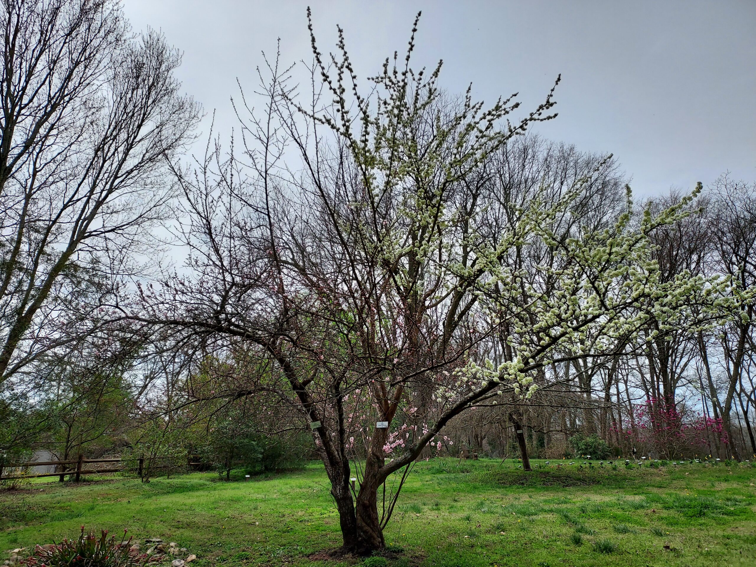 Plum tree begins to bloom in Pressly Garden
