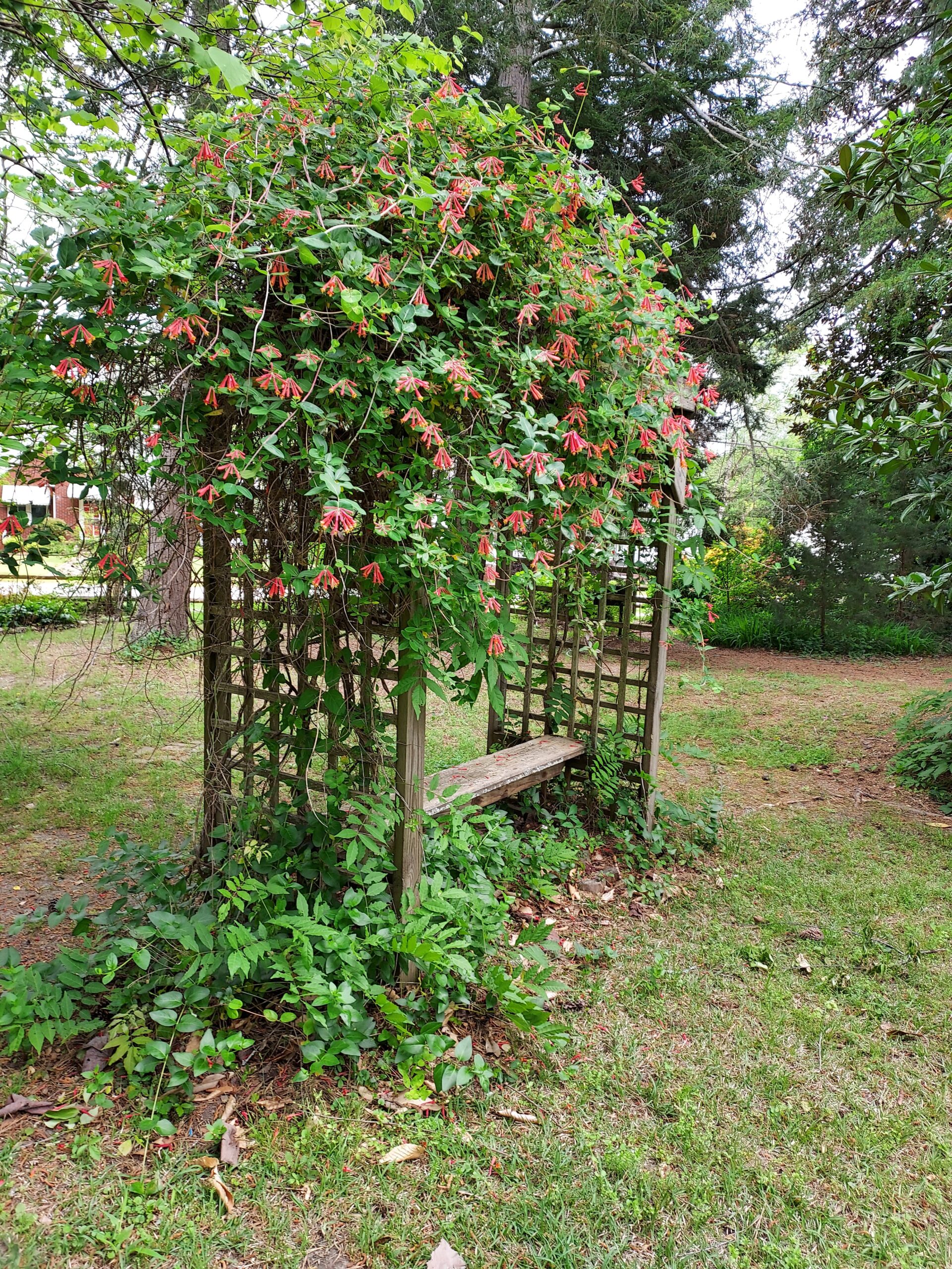 Trellis in the Pressly Garden with pink flowers blooming