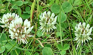 White Clover