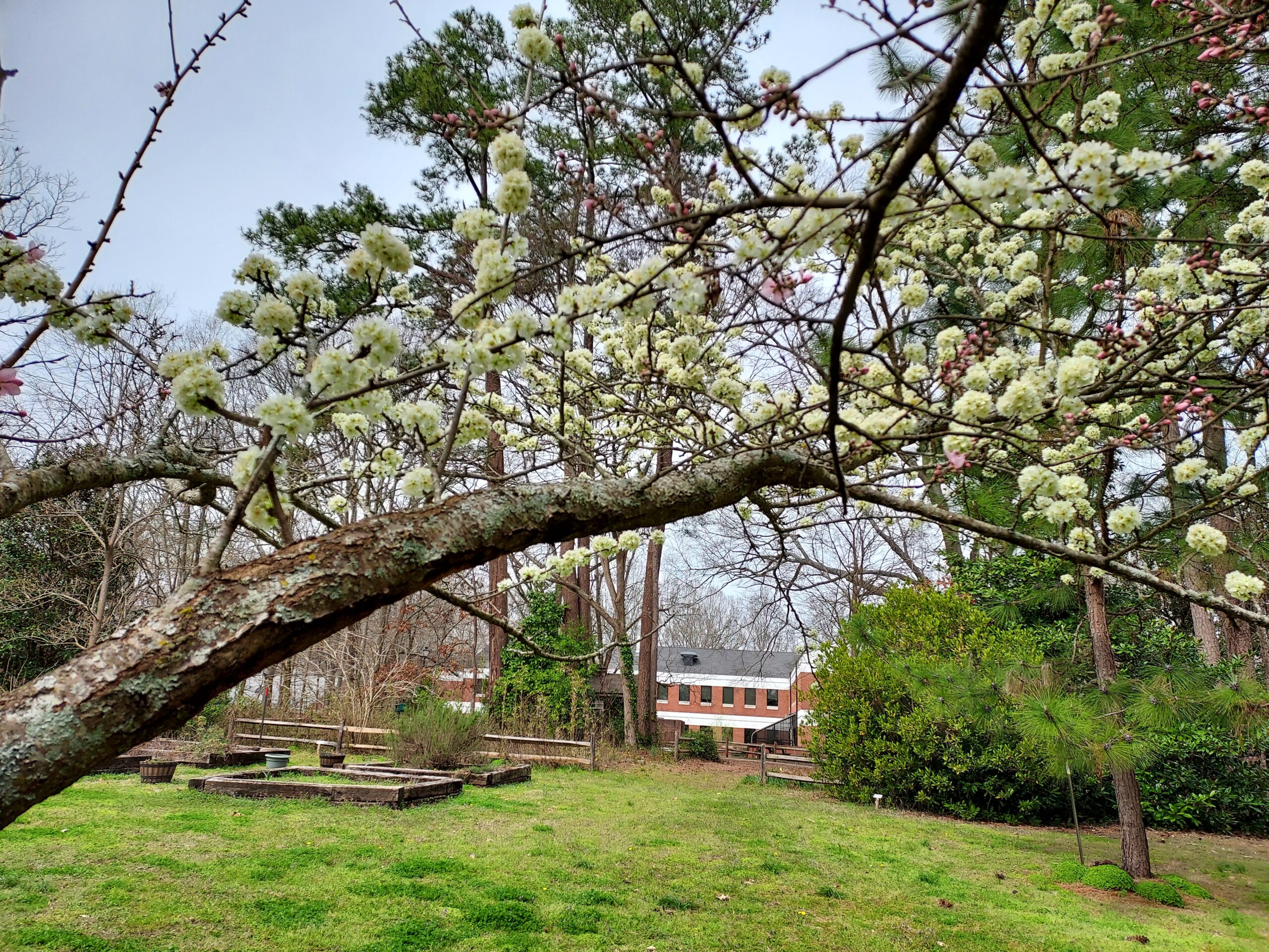 Blooms in the Pressly Garden