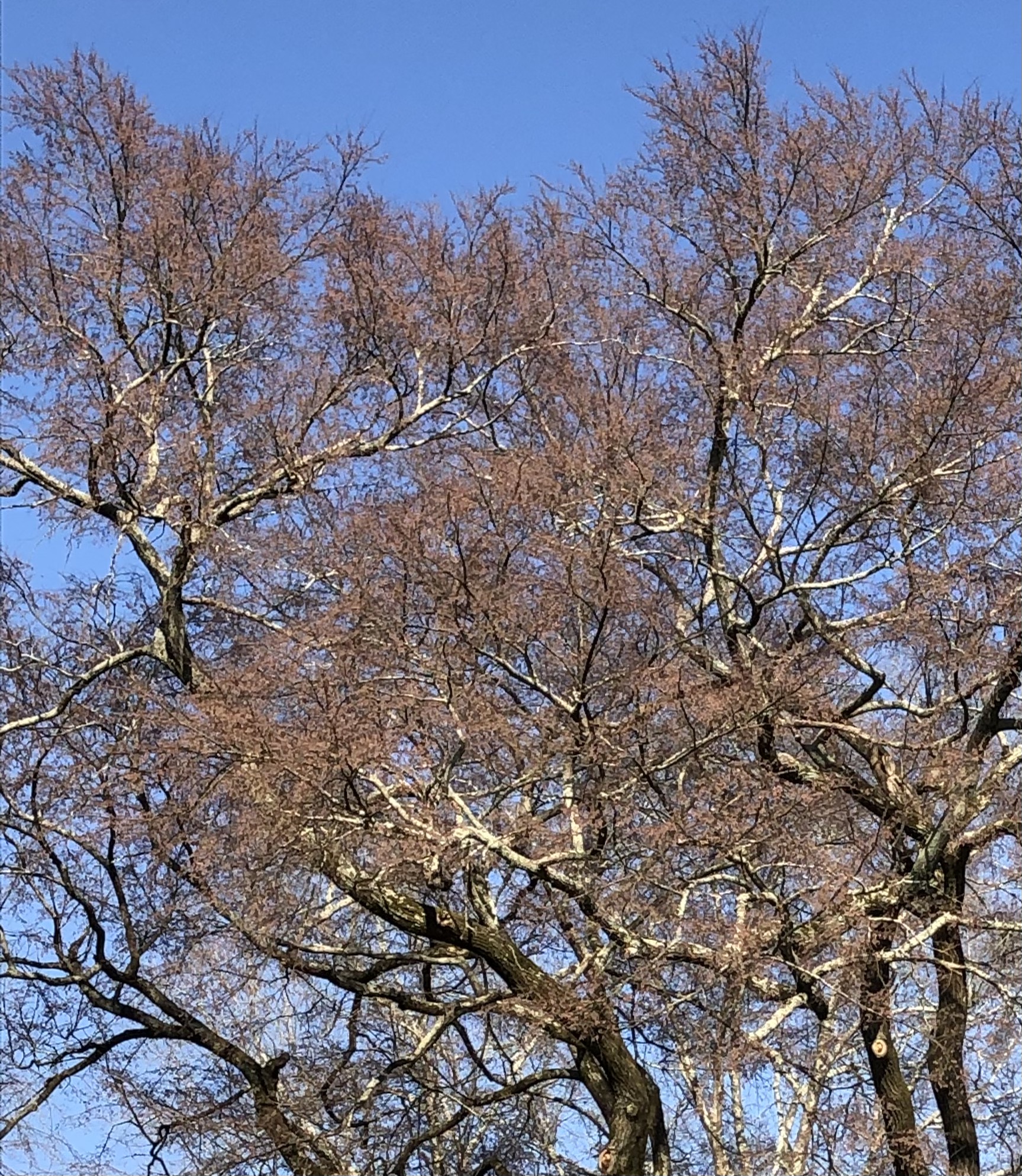 An elm tree at Erskine