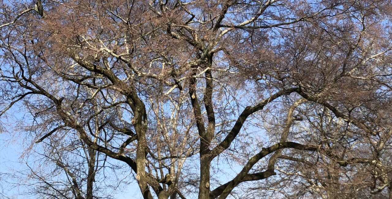 Winged Elm On The Campus Of Erskine College