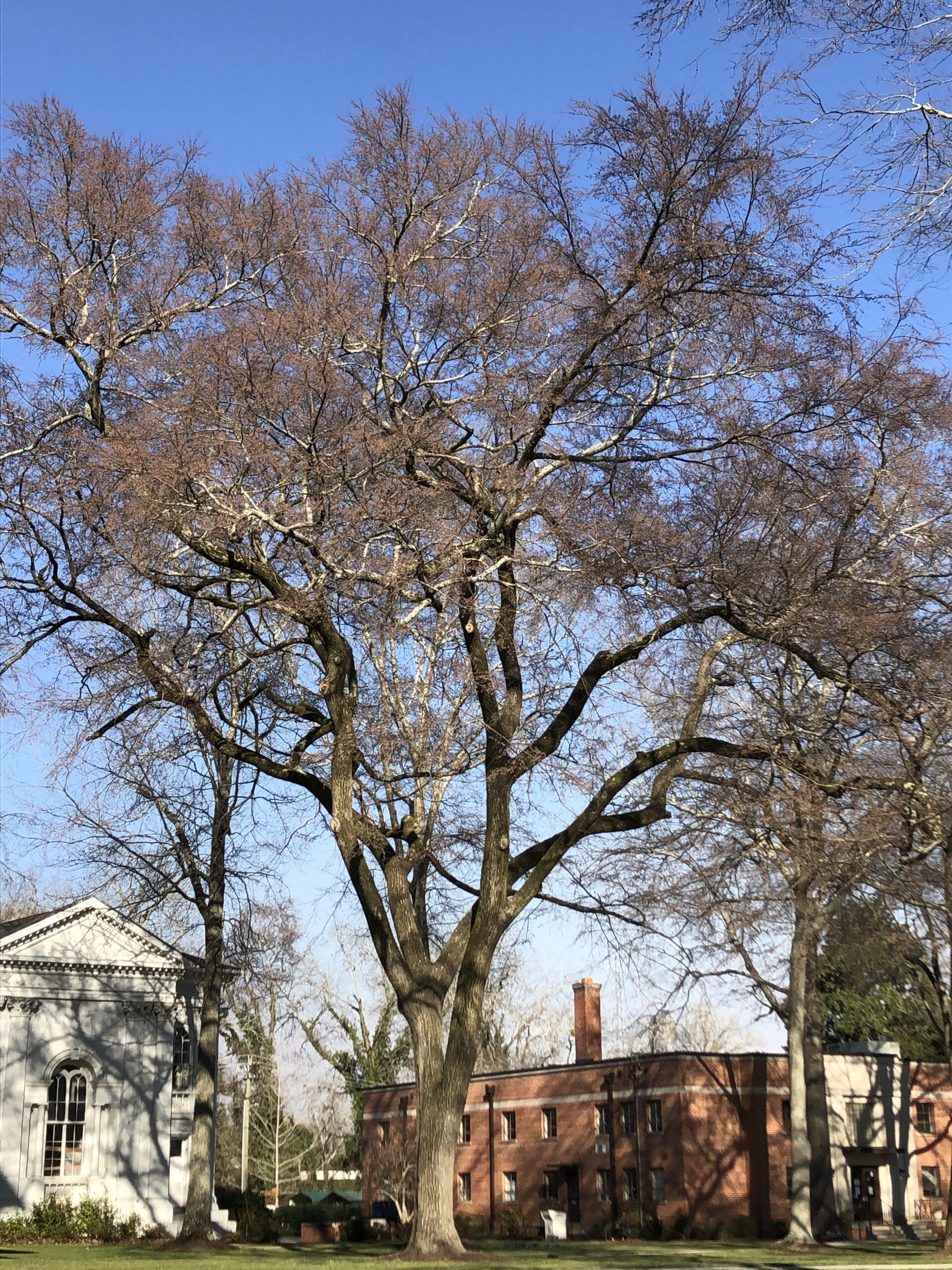 Winged elm on the campus of Erskine College