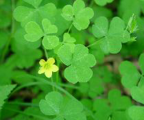 Wood Sorrel