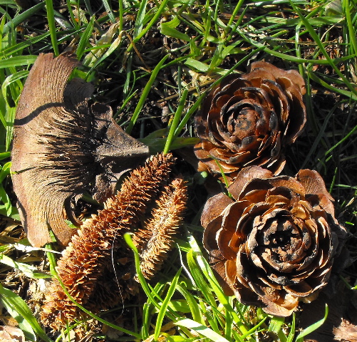 Cedar cones