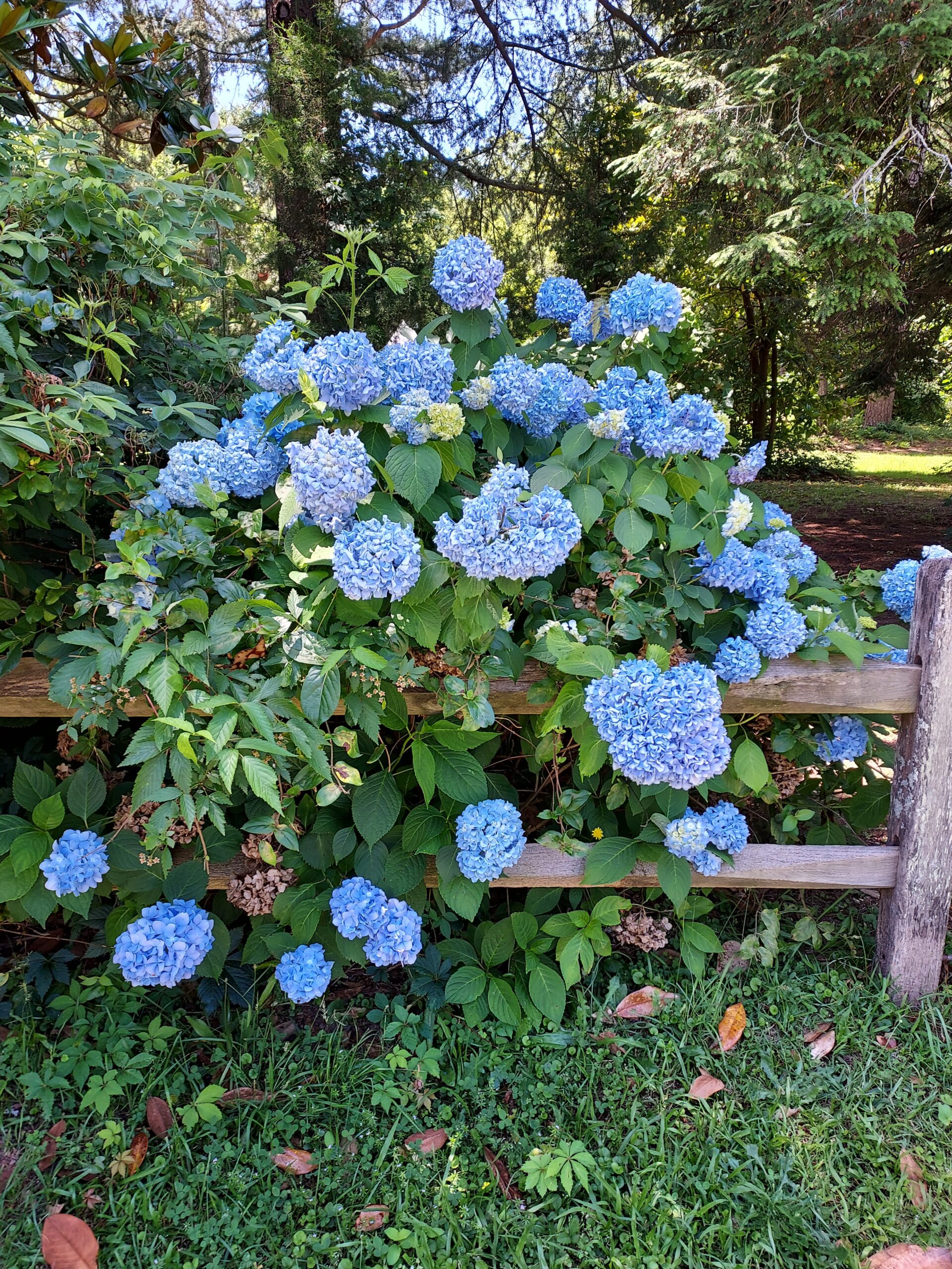 Hydrangea in the Pressly Garden
