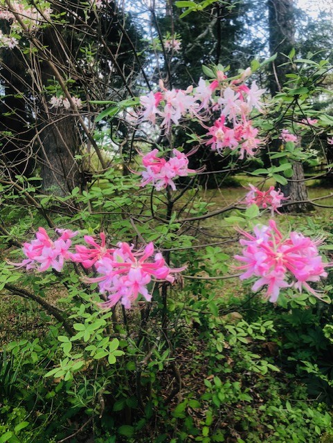 Azaleas at Erskine