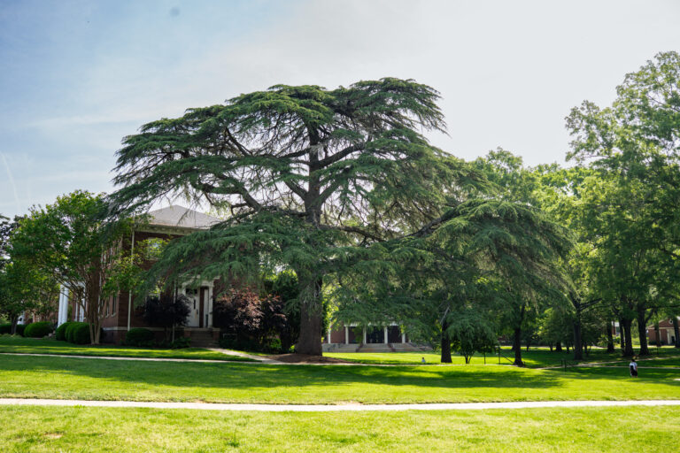 Pictured at top is a Cedar of Lebanon next to McQuiston Hall on the Erskine campus.