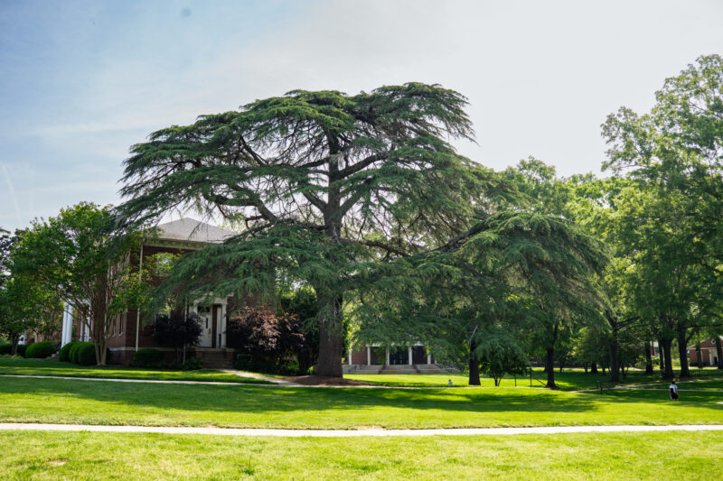 Pictured at top is a Cedar of Lebanon next to McQuiston Hall on the Erskine campus.