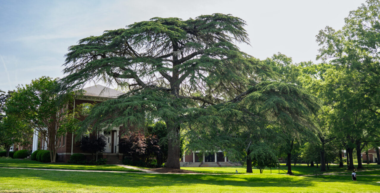 Pictured At Top Is A Cedar Of Lebanon Next To McQuiston Hall On The Erskine Campus.