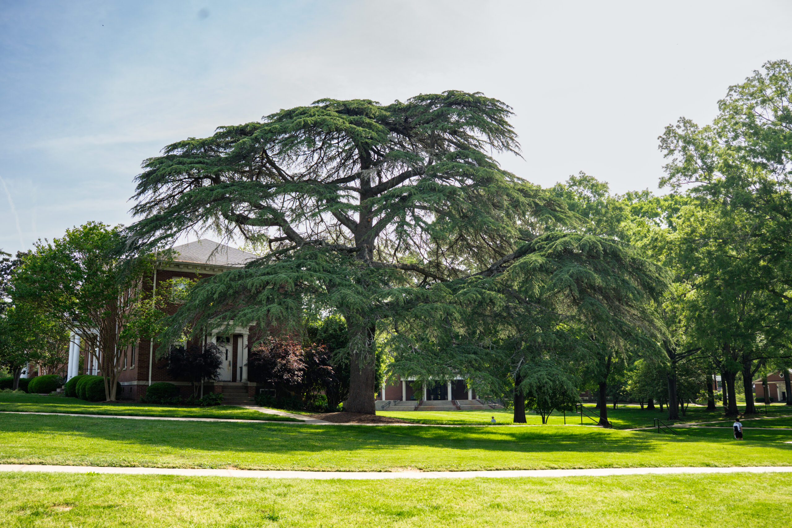 Pictured at top is a Cedar of Lebanon next to McQuiston Hall on the Erskine campus.