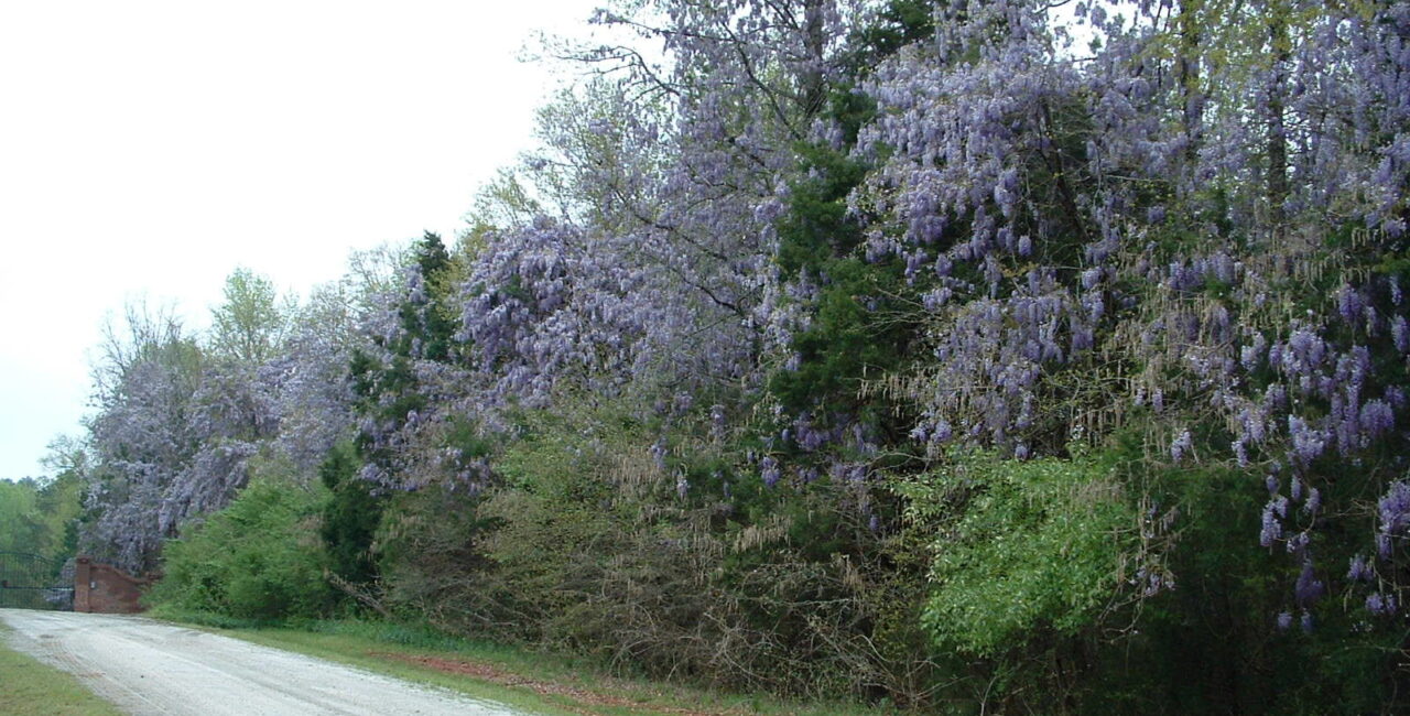 Wisteria Beside The Road