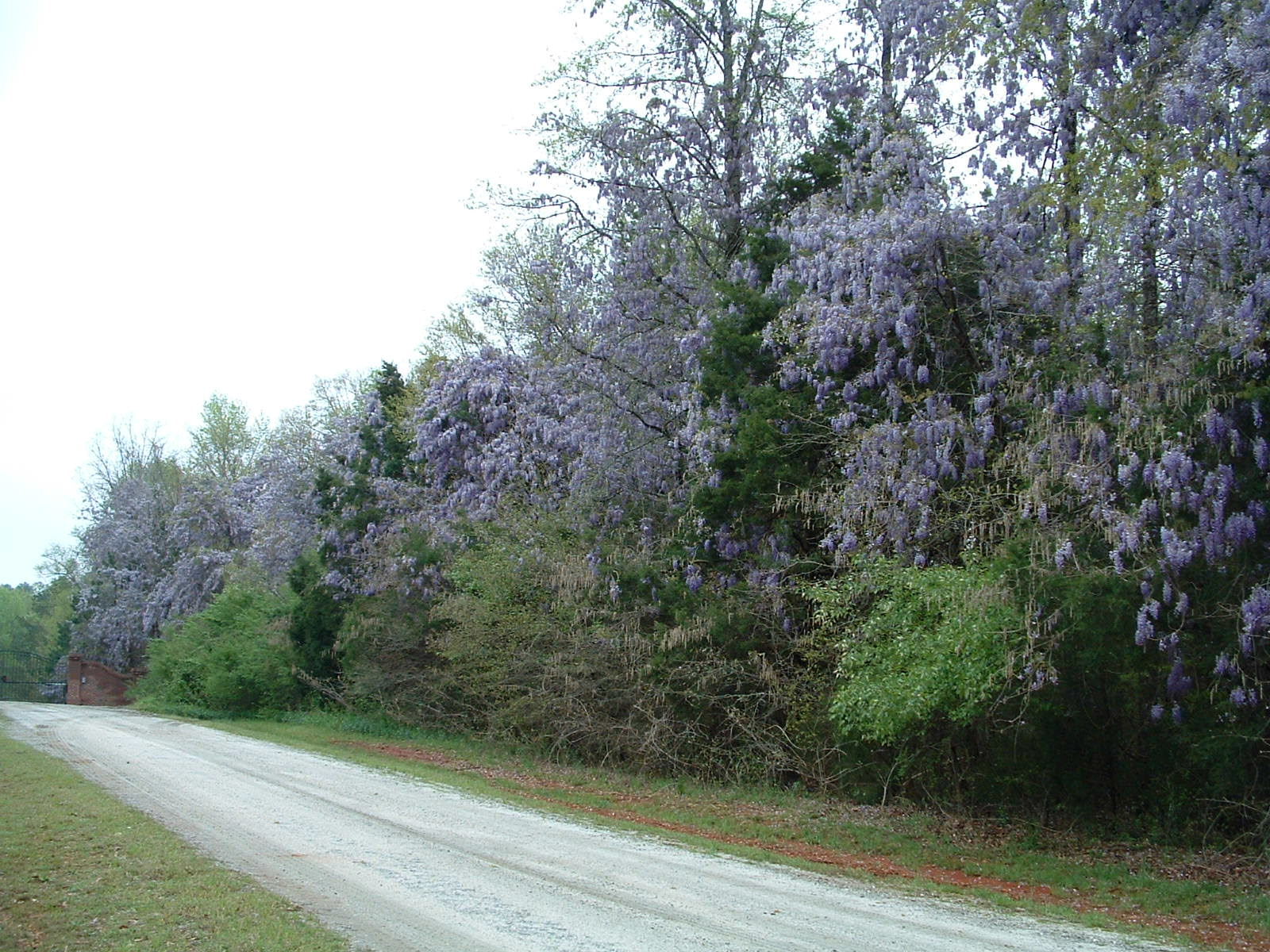 Wisteria beside the road