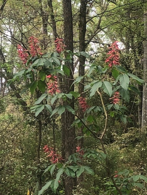 Blooms at Erskine