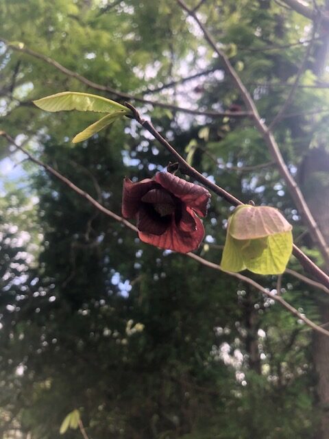 A plant blooms at Erskine