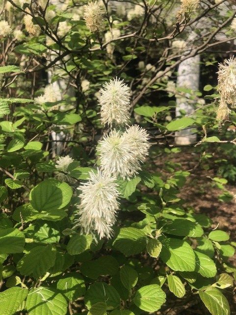 Bloom in Pressly Garden