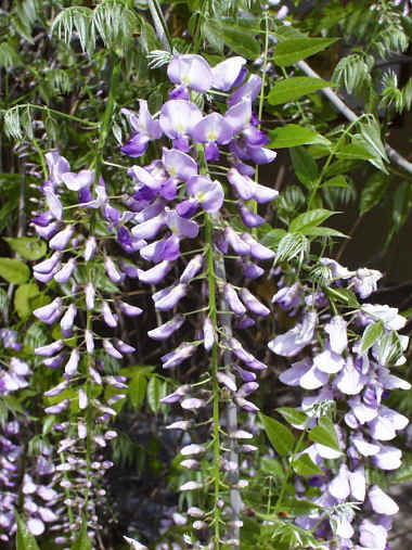 Wisteria Sinensis