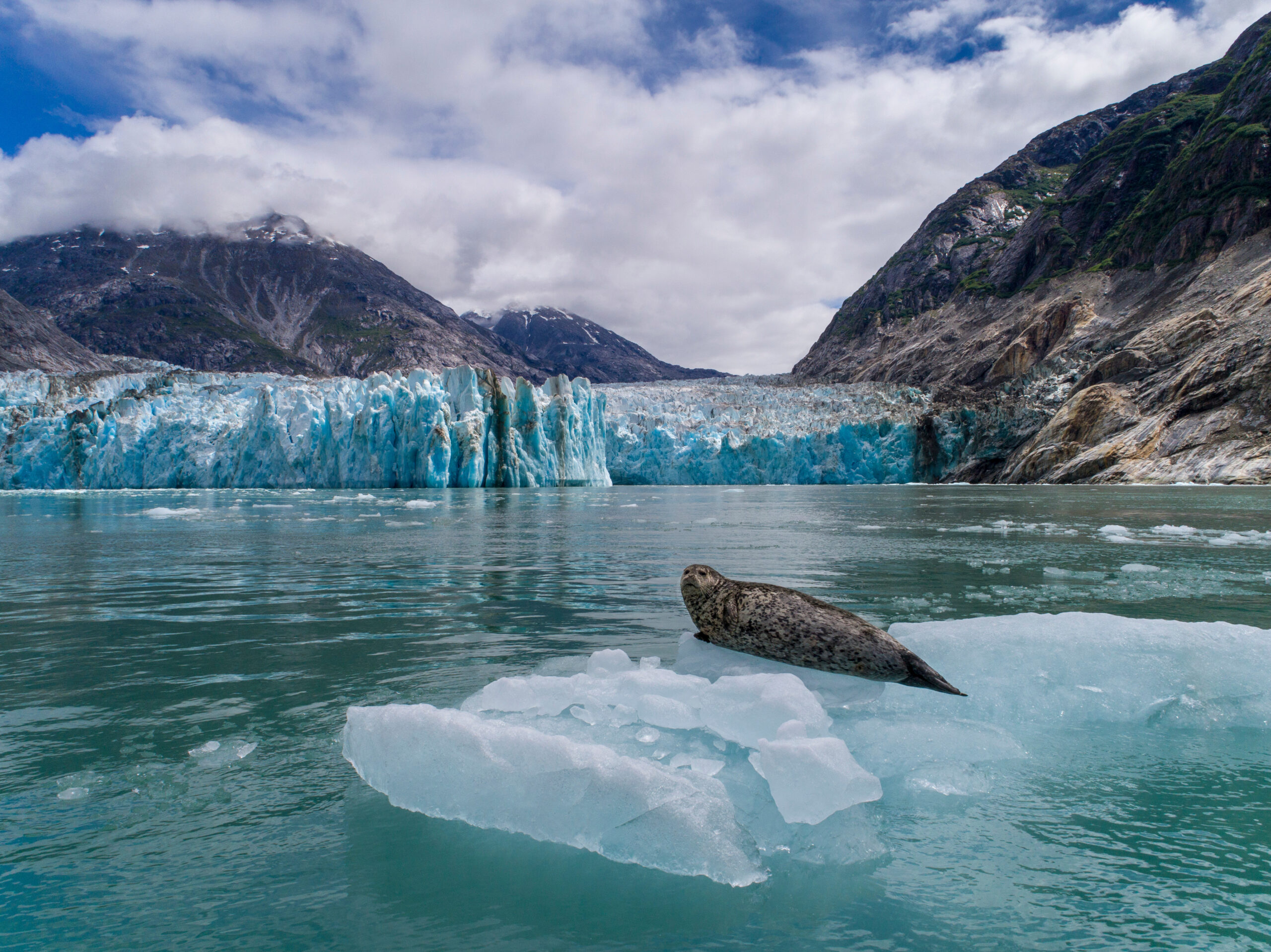 Seal on an iceberg